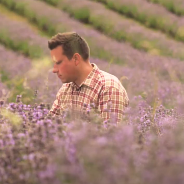 Ein Mann, hockend im Lavendelfeld. Umgeben von blühenden Lavendelpflanzen. Begutachtung der Reife und Ernte.