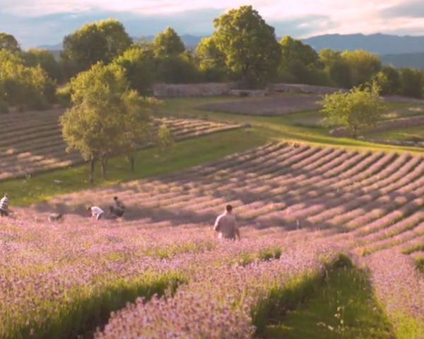 Abgebildet ist ein Lavendelfeld in der Nähe von Triest/Italien in voller Blüte zur Zeit der Lavendelblüten Ernte
